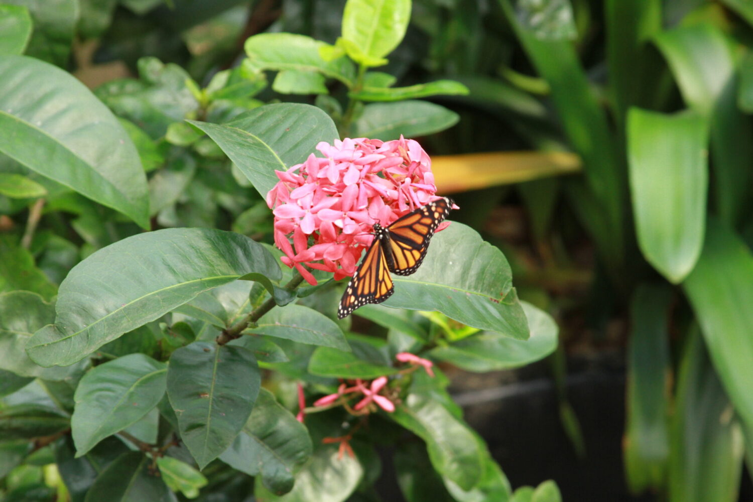 Butterfly on a flower for conservation