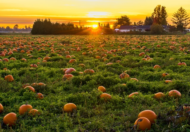 Pumpkins at Harvest-Time