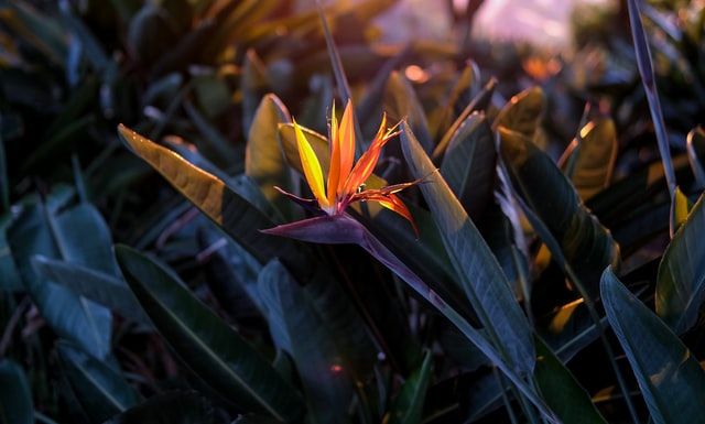 Strelitzia, bird of paradise flower