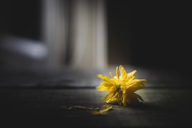 Sad flower, a spot of light in the dark